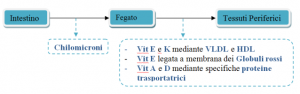 Vitamine fegato