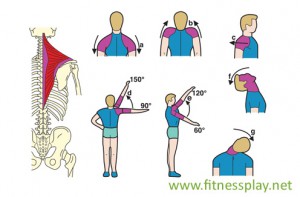 Trapezio Bodybuilding
